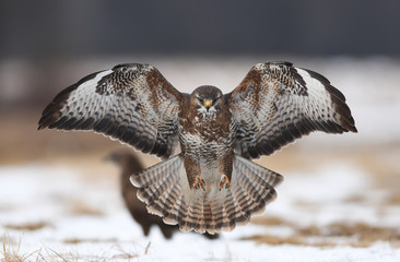 Common buzzard (Buteo buteo)