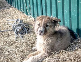 Dirty homeless dog puppy