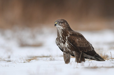 Common buzzard (Buteo buteo)