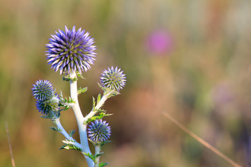 An unusual, beautiful flower.