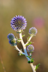 An unusual, beautiful flower.