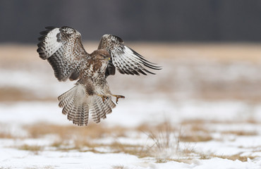 Common buzzard (Buteo buteo)