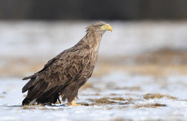 White tailed eagle (Haliaeetus albicilla)