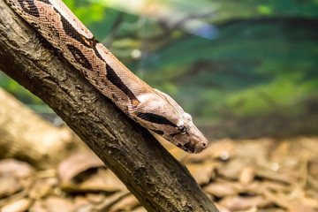 Boa constrictor, a species of large, heavy-bodied snake. Danger animal.