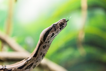 Boa constrictor, a species of large, heavy-bodied snake. Danger animal.