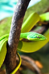 A Green Vine Snake in a strike pose, dangerous.