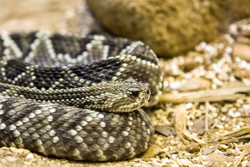 Rattlesnake - Crotalus durissus, poisonous,