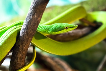 Obraz premium A Green Vine Snake in a strike pose