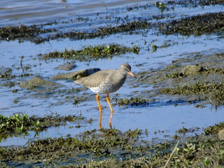 Common redshank 