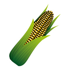 corn on the cob sweet with leaves vector illustration