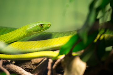 Fototapeta premium Green Mamba snake