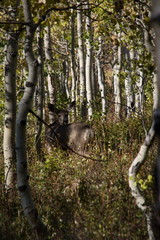 Doe in Aspens