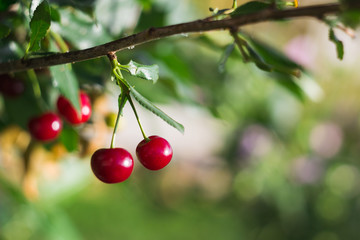 Cherry berries on branches