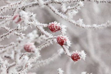 Rose, fruit, winter, rosa