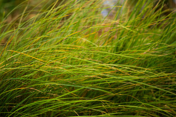Green grass near the river in the wind, beautiful background, selective focus