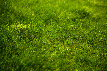 Green grass background, selective focus.