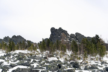 crooked dwarf forest at the foot of granite rocks in the highlands in winter..