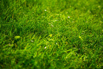 Naklejka premium Green grass background, selective focus.