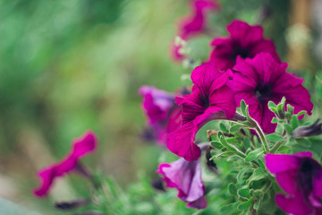 Dark pink Petunia flowers