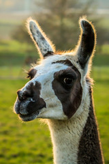 Fototapeta premium Lama