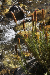 Medeo valley. Kazakhstan