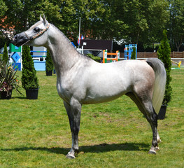 A beautiful Arabian horse during a competition in presentation. 