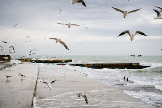 A flock of seagulls flies by the sea shore