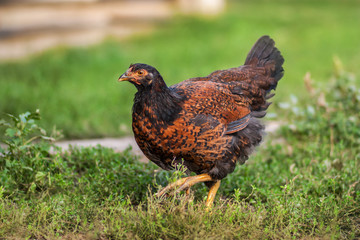 rooster and chickens