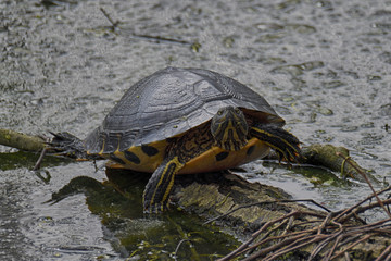 Tartarughe, lago di Mantova