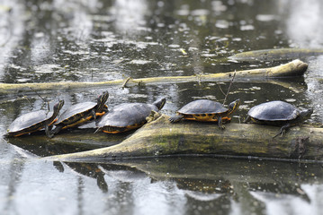Tartarughe, lago di Mantova
