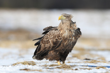 White tailed eagle (Haliaeetus albicilla)
