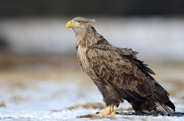 White tailed eagle (Haliaeetus albicilla)