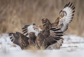 Common buzzards (Buteo buteo) fighting