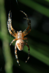 Araignée Epeire des jardins sur sa toile