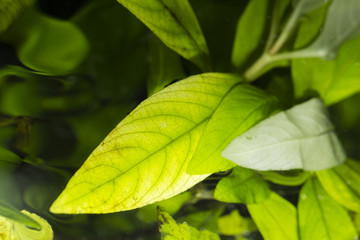 Green leaves of the plant under water.