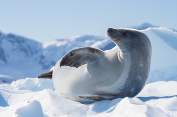 Obraz premium Crabeater seal on ice flow, Antarktyda