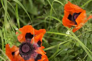 poppy flower