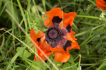 poppy flower