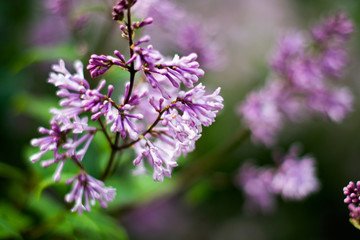 Obraz premium Lilac bush macro, soft focus