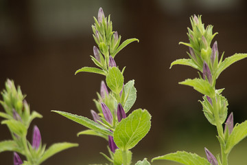 flower buds of a bell