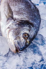 Carcass of Dorado fish on an ice cushion on a blue table close-up