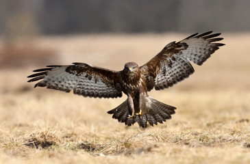 Common buzzard (Buteo buteo)