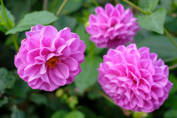 A closeup of a few pretty pink flowers.