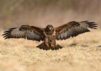 Common buzzard (Buteo buteo)