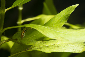 Boraras brigittae - Nano fish below the bottom of the water.