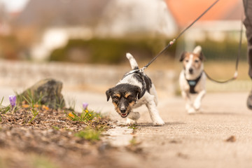 small unruly dog pulls on the owner's leash while walking - Jack Russell Terrier 2 years old