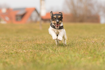 Naklejka na ściany i meble small dog running across the meadow -fast Jack Russell Terrier 2 years old 