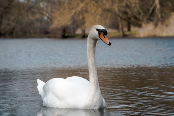 Single swan on a pond during spring