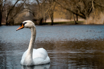 Lone swan on a beautiful lake