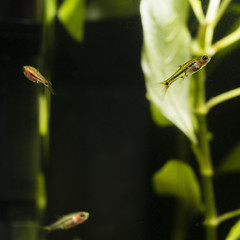 Boraras brigittae - Nano fish below the bottom of the water.